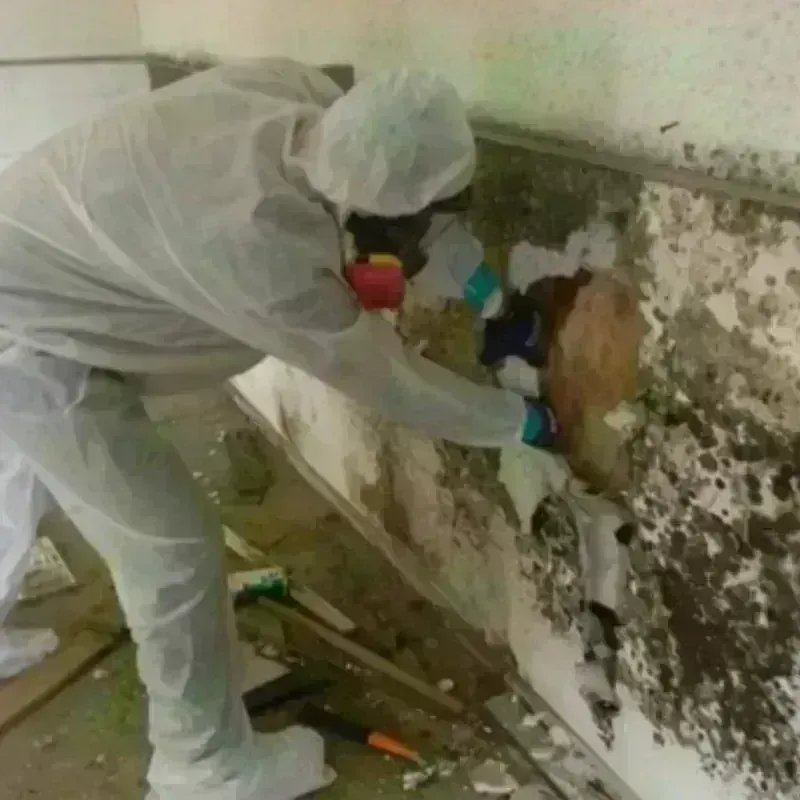 Mold Remediation and Removal in South Dos Palos, CA